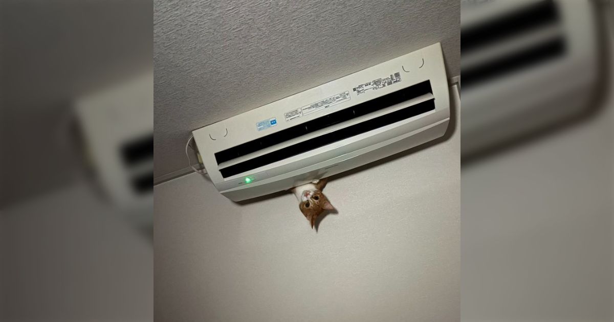 夜、寝ていたら頭の上がうるさくて見上げたらこの状況「おいニンゲン、助けてくれ」「どういう状況 !?」
