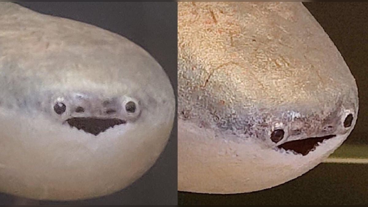 古代 魚 怖い