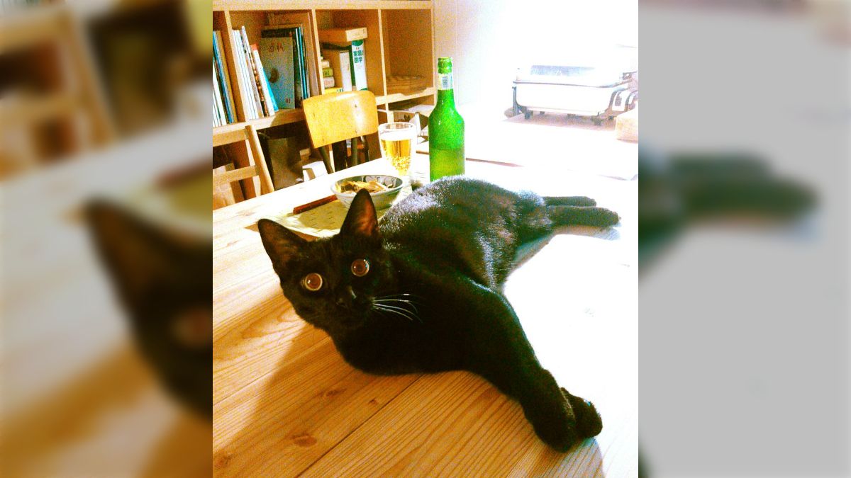 クロネコヤマトの配達員さんと黒猫さんが出会ったときの反応がかわいい 