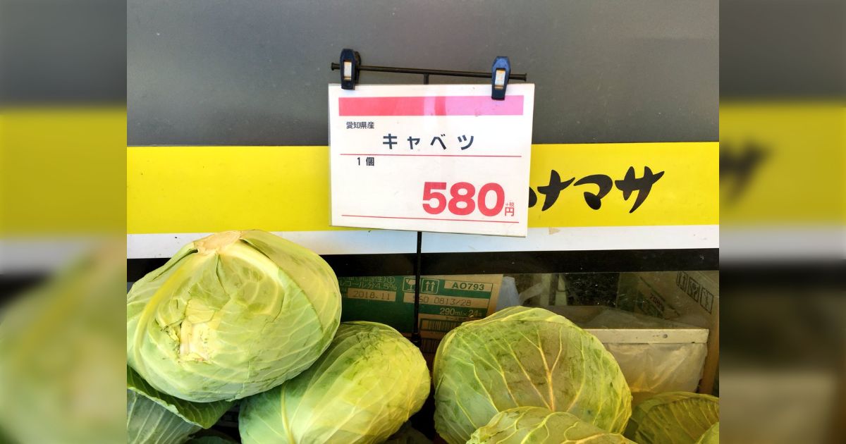 キャベツ　20玉　13 キャベツ一玉580円、白菜一玉798円…野菜の価格高騰がかなり深刻