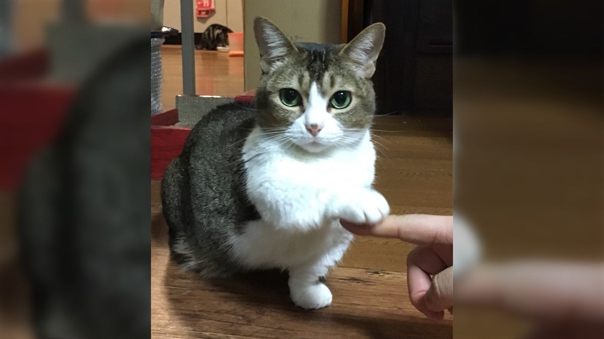 しまねこ☆いきなり購入NG☆様専用 猫さんがお手とおかわりを しまねこ☆いきなり購入NG☆様専用 猫さんがお手とおかわりを