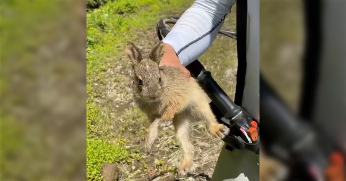 草刈り作業中に野ウサギの子供を保護した動画にウサギ飼いが「掴み方がかわいそう」と反応…ペットのウサギと野ウサギはそもそも種類も違って逞しい