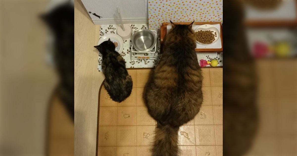 大型犬はいるのになぜ大型猫はいないの？品種改良は可能だが作らない  