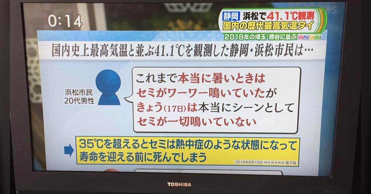 セミも気温35℃を超えるととても辛いらしい…そういえば、今年はセミの声 