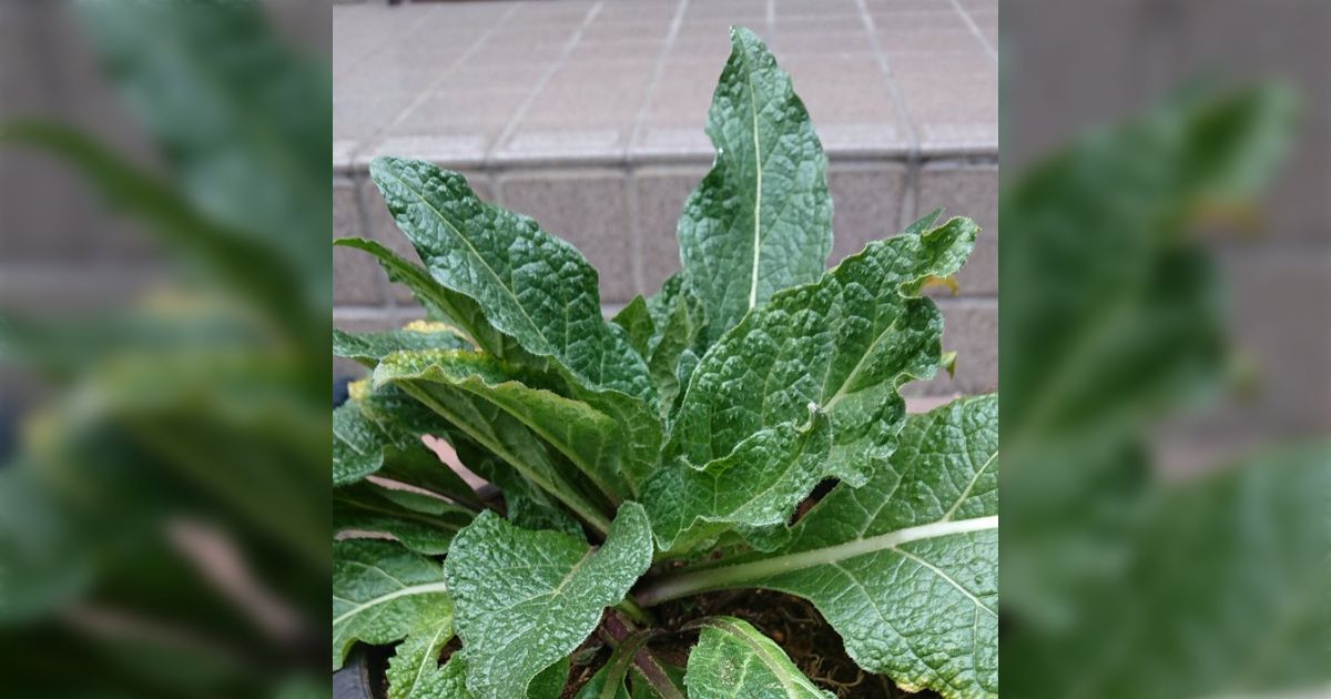 毎回驚かれますが、これが本物のマンドラゴラです。実在する植物です