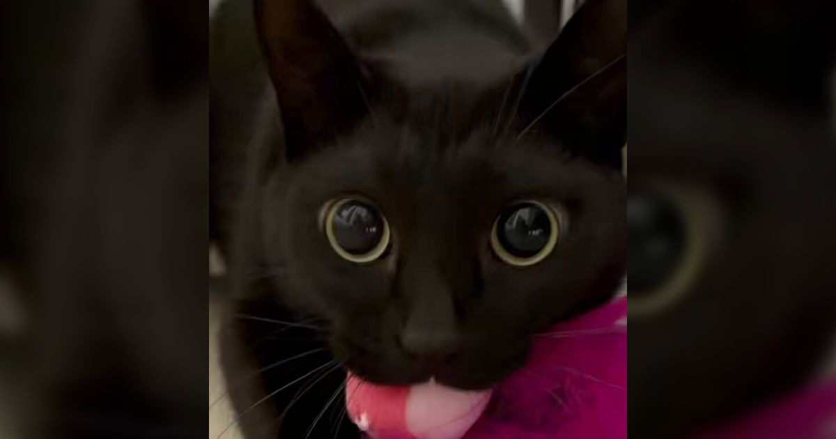 「ダイソー様、お願いします！うちの猫バイクのためにこの猫じゃらしを増産してください！」飼い主たちがとある殿堂入りおもちゃに嘆願