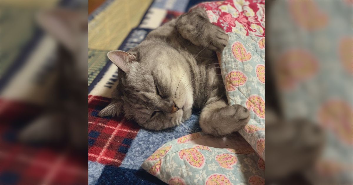 こたつの使い方を理解していらっしゃる猫さんのこたつ寝スタイル こたつの使い方を理解していらっしゃる猫さんのこたつ寝スタイル