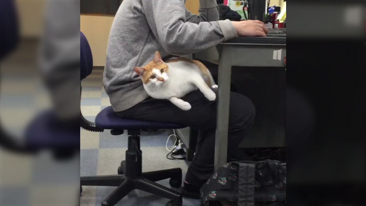 社員の膝の上でくつろぐだけでなく積極的に甘噛みしにいくスタイル