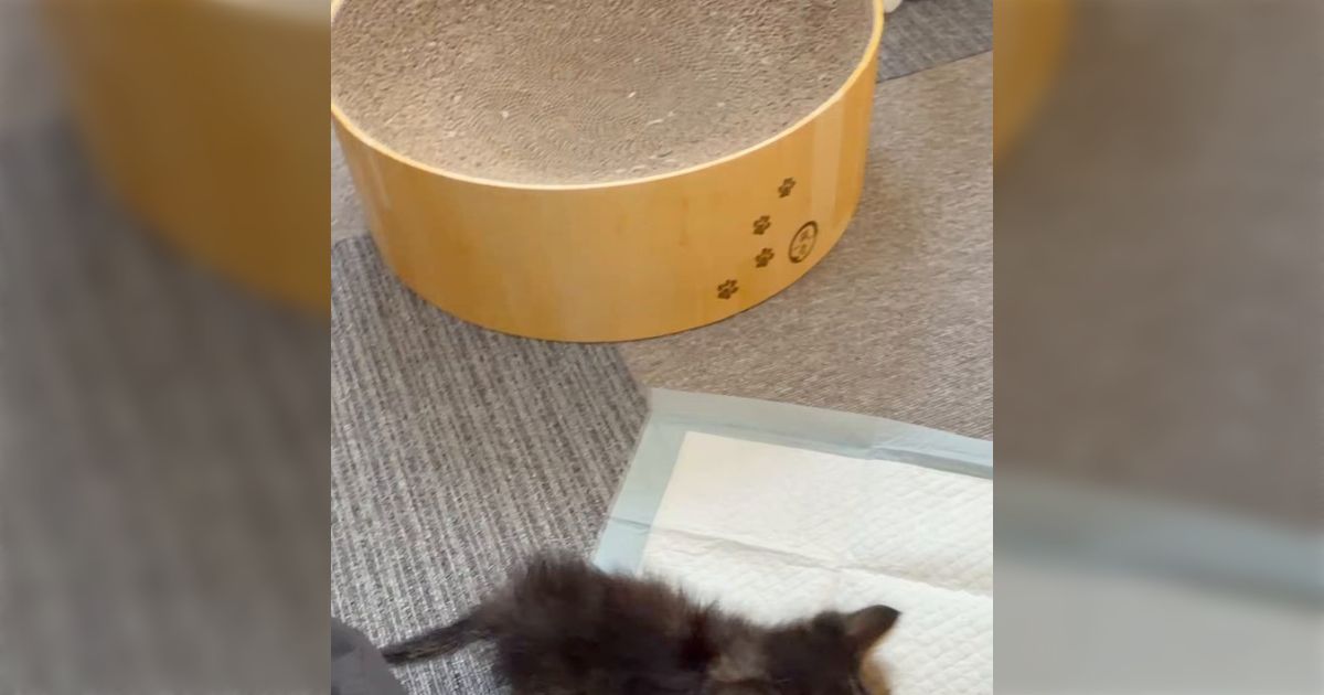 嫌なことがあったときに見ると元気が出る「ミルクゴクゴクネコ」がマジで力強さすらあって可愛さ100倍、癒しの権化だこれ