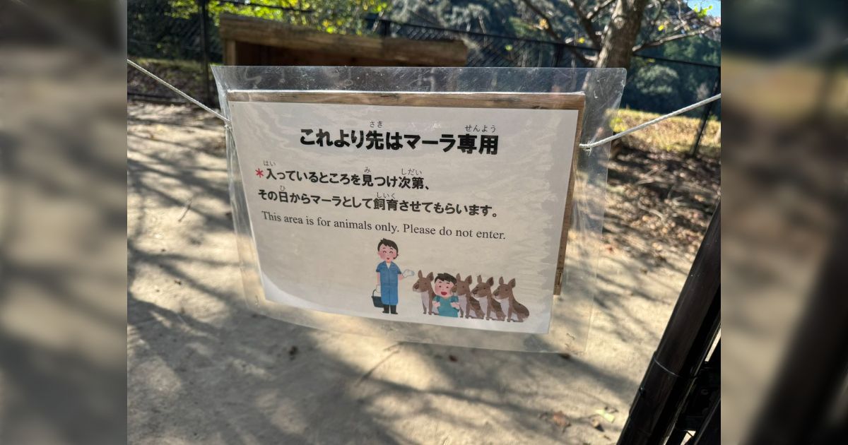 ”入っているところを見つけ次第...”長崎バイオパークで一般人立ち入り禁止のマーラの飼育エリアに入った人への対応に「この先日本国憲法通用せず、だ...」