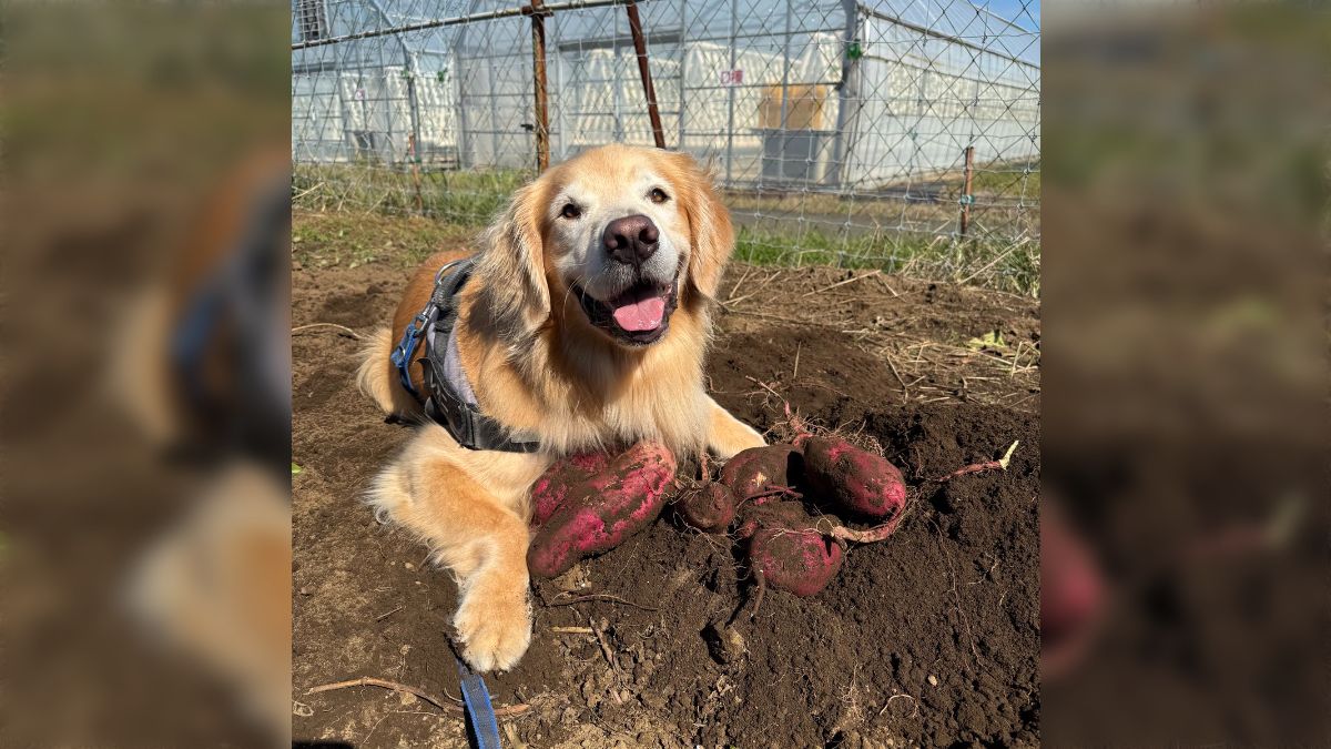 伊勢志摩たけのこ 掘りたてヒロ様専用 伊勢志摩たけのこ 掘りたて専用