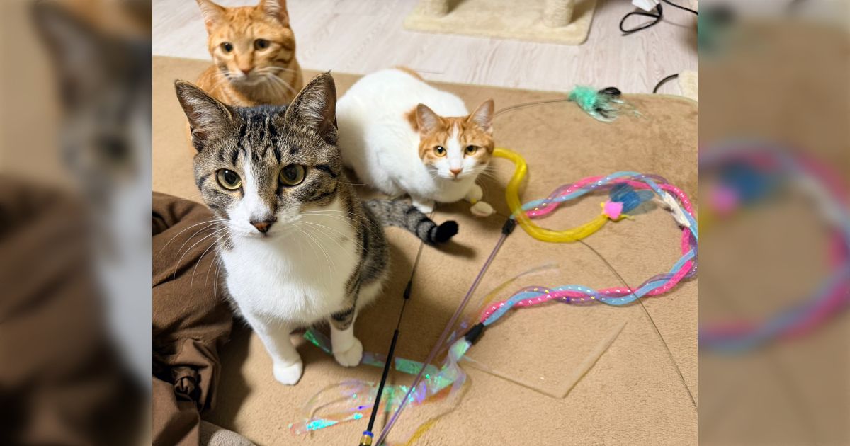 うちの猫は遊んでほしいときにおもちゃを持ってくるんだけど、人間が応じられないと「このおもちゃじゃダメなのかも」と考えるみたい