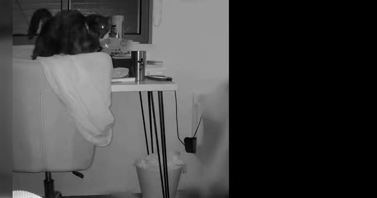 うちの猫があまりにもどんくさいので見てほしい「ピタゴラスイッチみたいになってて、かわいそかわいい」