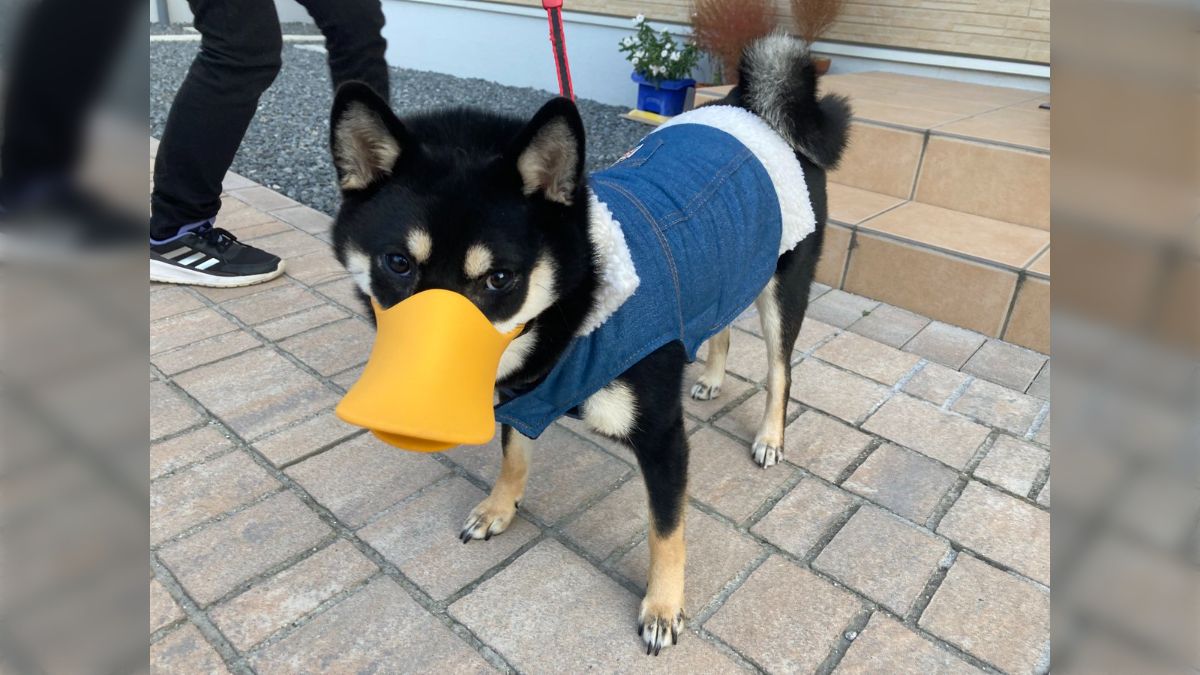 ワンちゃんの拾い食い防止用にカバーを付けてみたら謎の生物が爆誕した 