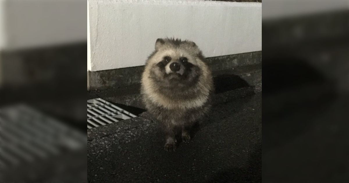 アライグマやニホンザルは明確に人間をなめ腐った目つきをするがタヌキは大抵「なにもね、悪いことしてないのでね、いじめられたりしないはずです」という謎の自信をもった顔でくる