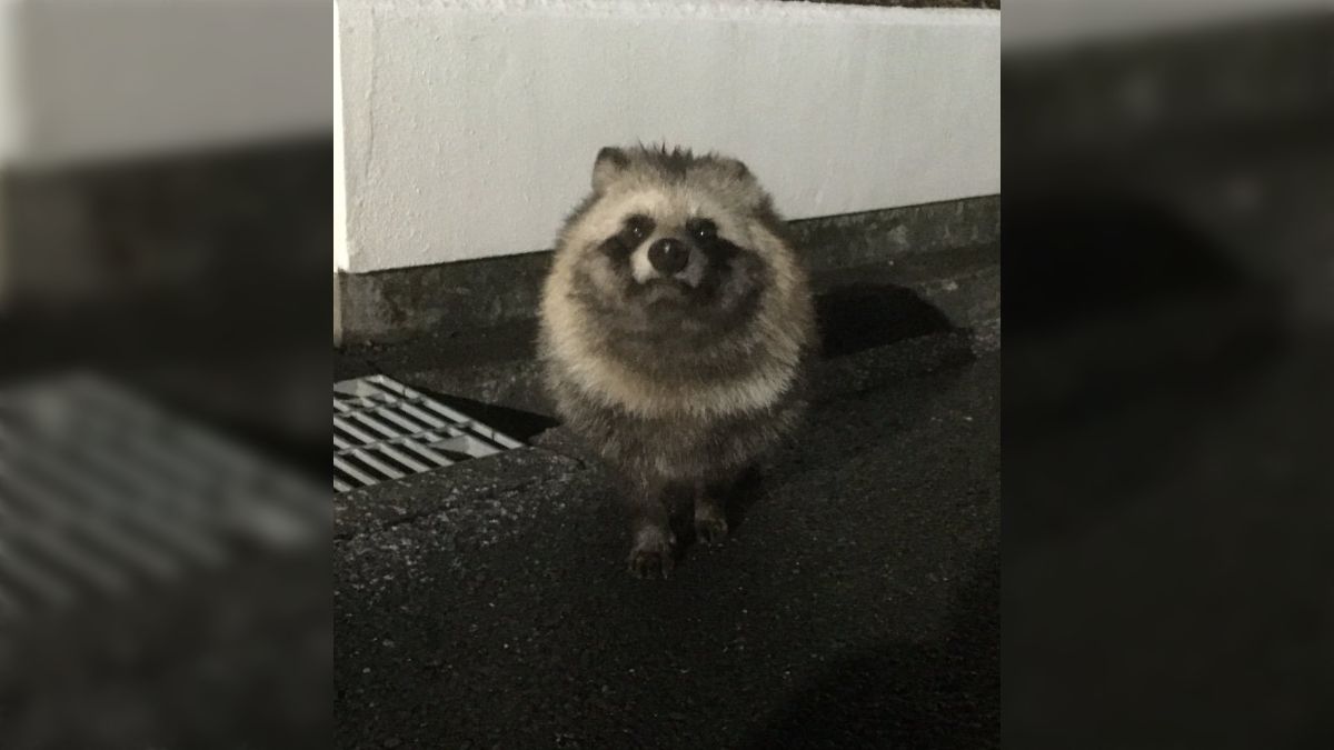 アライグマやニホンザルは明確に人間をなめ腐った目つきをするがタヌキ 