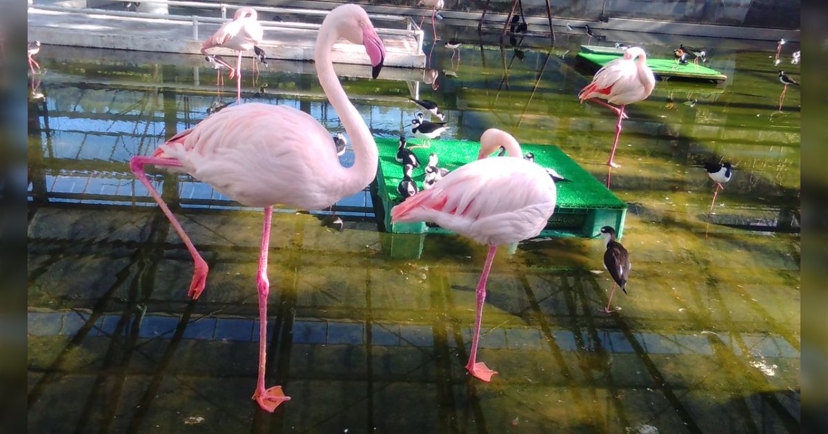 １番：10色フラミンゴ 300円→250円 1番：10色フラミンゴ 300円→250円