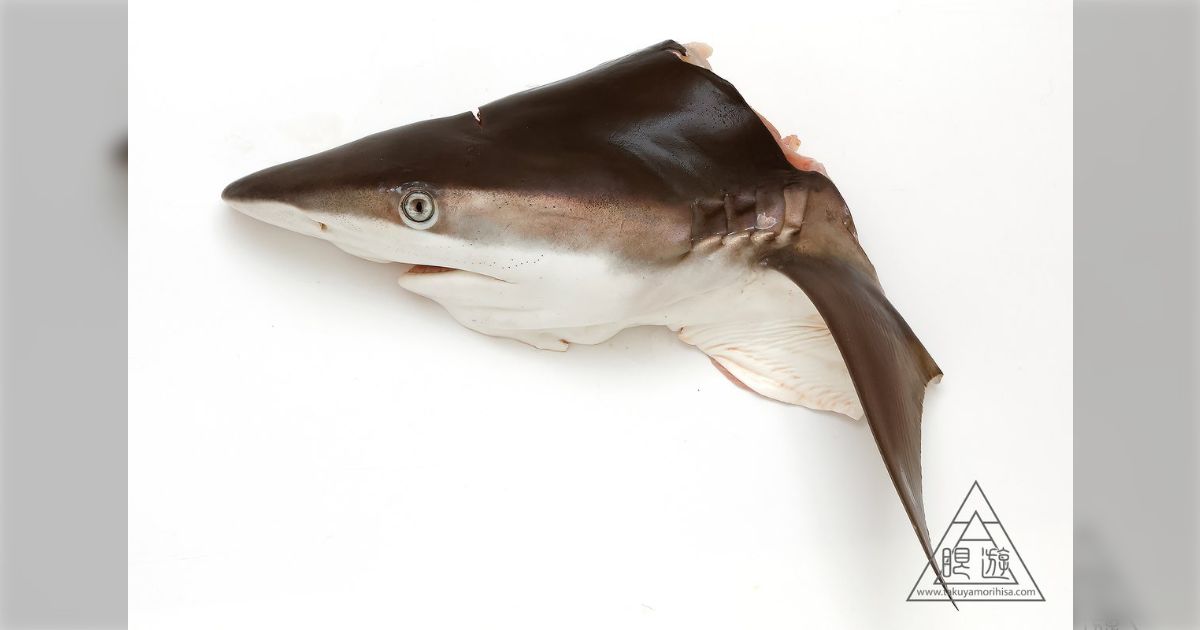 サメ　鮫　標本　剥製　頭部 サメ鮫標本剥製頭部