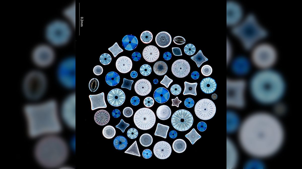 顕微鏡プレパラート上野科学社製植物組織74種