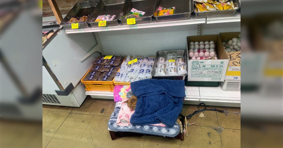 通りすがりの八百屋行ったら、糸こんにゃくの前で猫寝てた…湯たんぽ枕にして布団までかけてぬくぬく