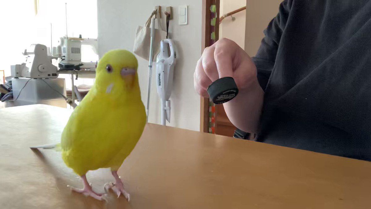 とんでもない言葉を喋って去っていくインコちゃん、これが日常です