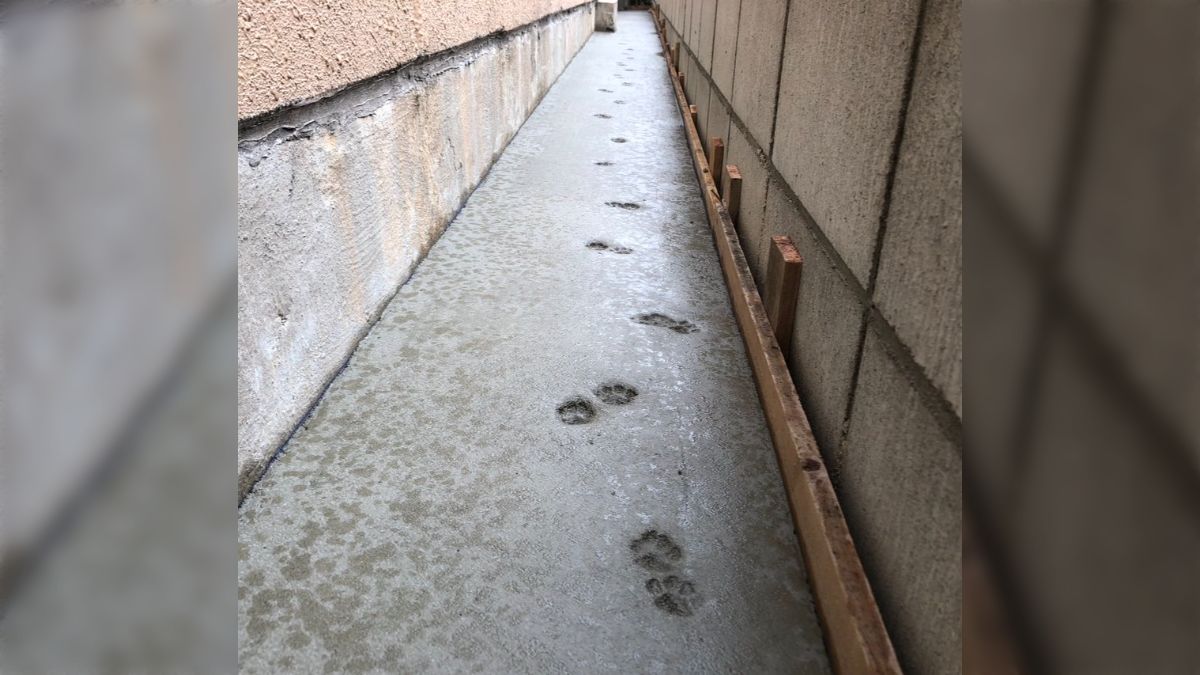 絵画 管理番号A-21 足跡猫