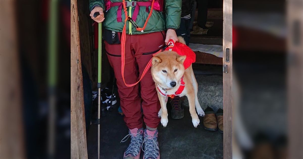 「ルイヴィトンで一番欲しいバッグはこのシババッグ」という投稿に天然物の柴犬バッグが集まる