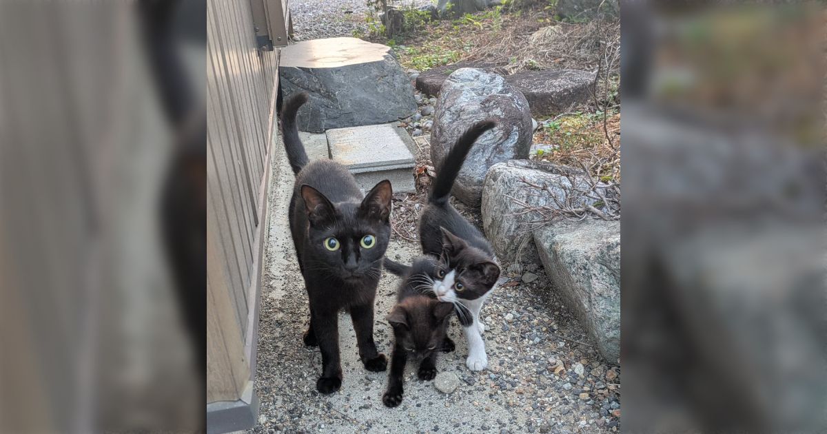 「猫でも人間でも迫力一緒なんやな」子猫と遊んでいたら母猫が「うちの子に何か？」って顔で見つめてきた、さらに去り際に猫パンチもお見舞いしてきた
