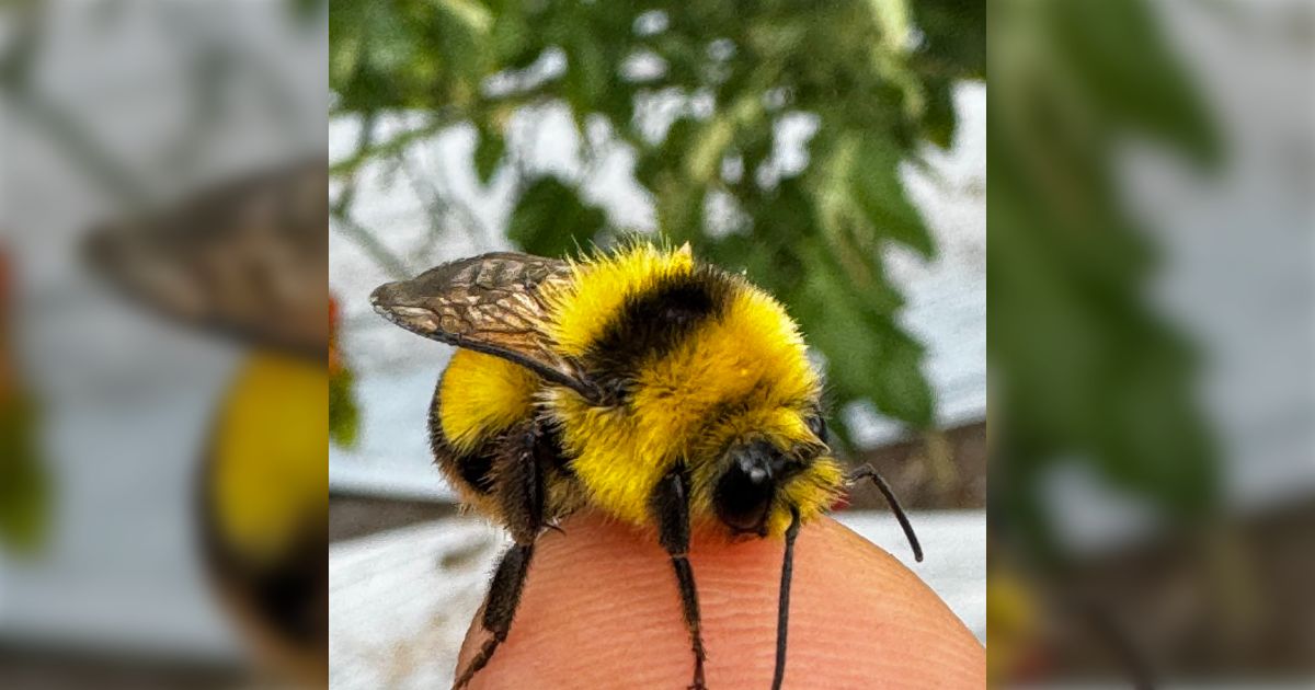 トマトのビニールハウスで振動受粉用のマルハナバチが手に止まると毎回花粉の塊を置いていくので食べていたが、ポソポソして結構苦かった話「お前も受粉作業やれよ」