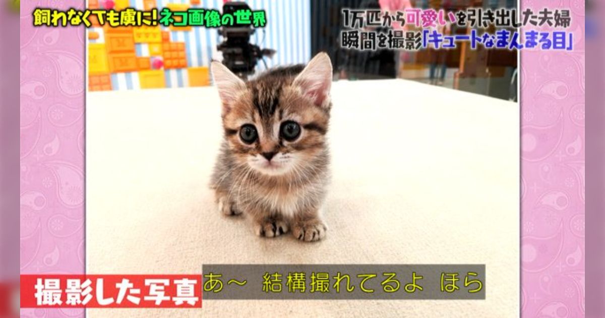 匿名配送！もりわじん マツコの知らない世界紹介 招き猫 もりわじん招き猫