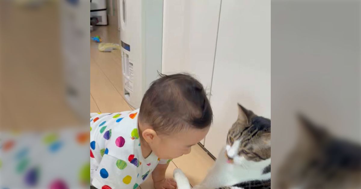 「めっちゃ笑ってたから、ついつい撮ってしまったよ」兄ネコに毛づくろいしてもらってご満悦の赤子がめっちゃかわいくて癒し動画でしかない