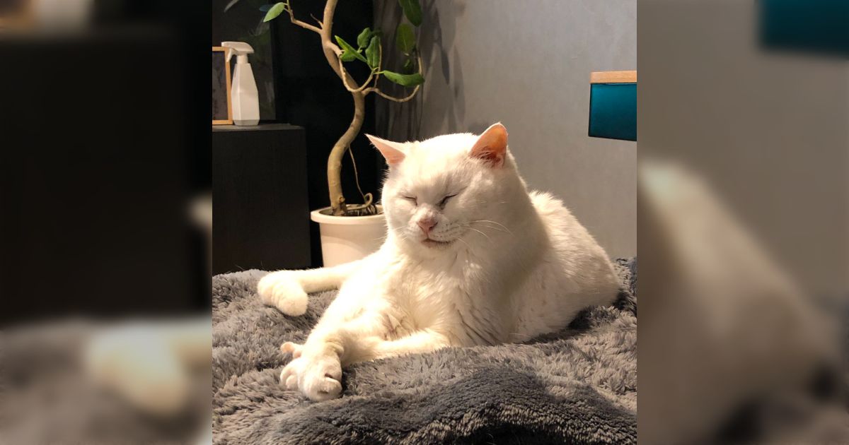 猫が22歳になりました』超ご長寿で毛並みも素敵な猫さんに