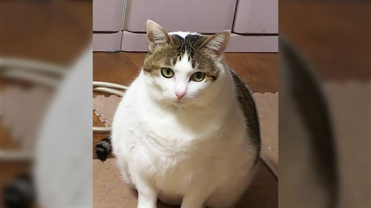 猫 実家で飼ってる猫が大きくなりすぎたのでもしかしたら猫じゃない生き物な気がしてきた話→みんなの家の猫写真が集まる - Togetter [トゥギャッター]