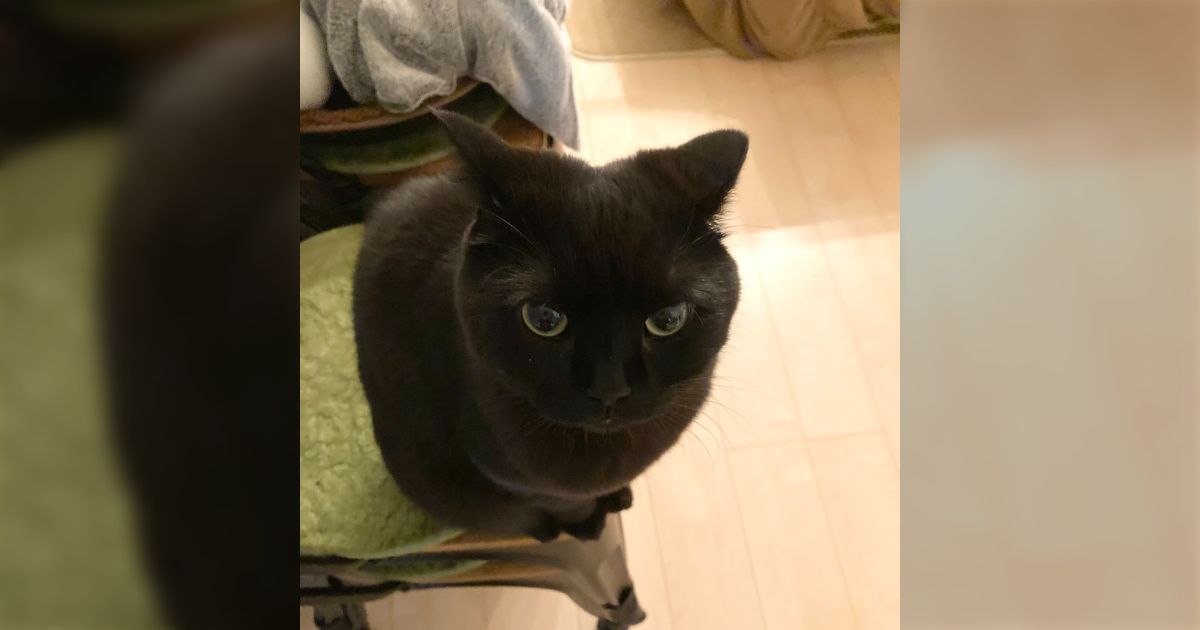 猫の「イカ耳」という呼び方は、日本特有のものなんだろうな。海外の人、見てたら呼び名を教えて🐈‍⬛→「飛行機耳」呼びが多いが、韓国では意外な名前に