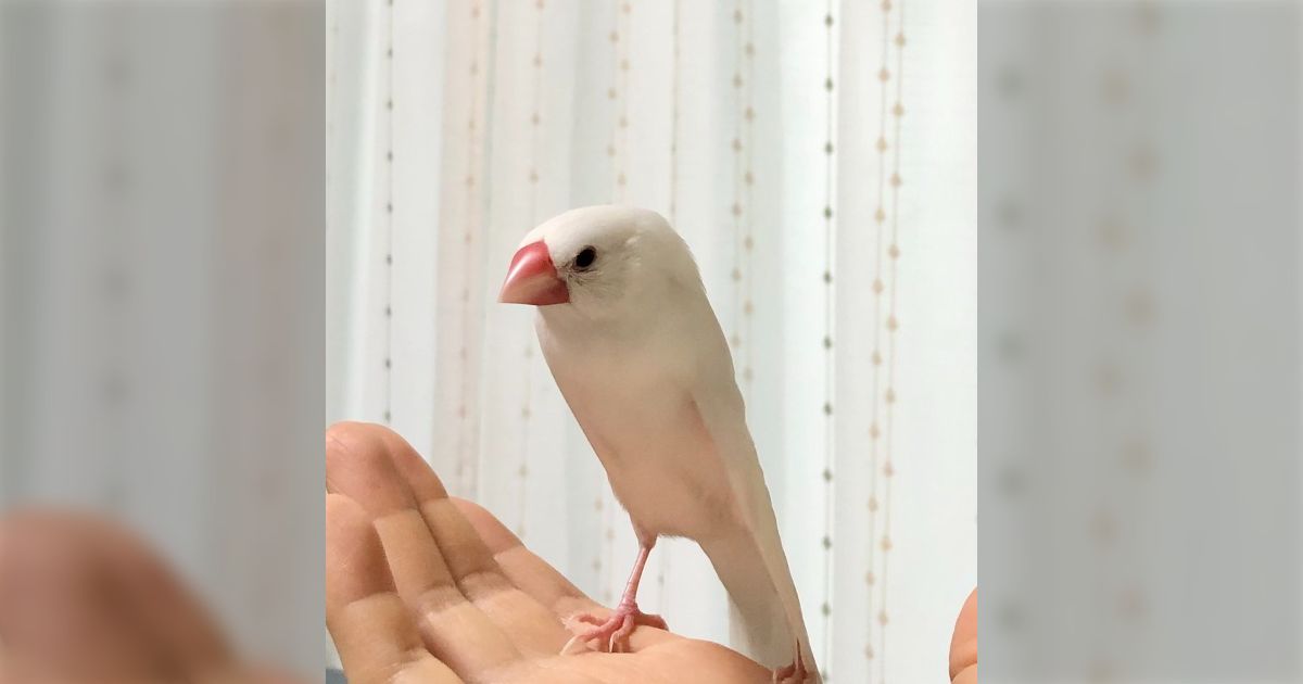 いいフォルムだ…」飼ってる文鳥が完全に「ヒエログリフにあり