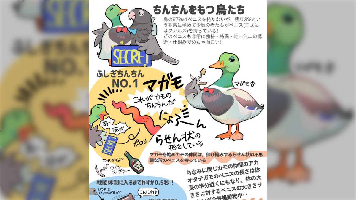 カモのち○ぽは毎年生え変わる」と聞いて調べてみたらさらにいろいろとすごかった「カモち○ぽすげえｗ」「人間もこうならいいのに」 - Togetter  [トゥギャッター]