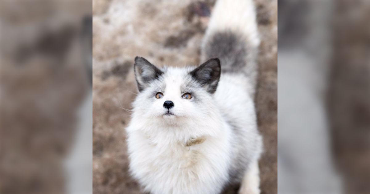 キツネ界のイケメン・白に銀毛や茶毛が混じったプラチナキツネさんが