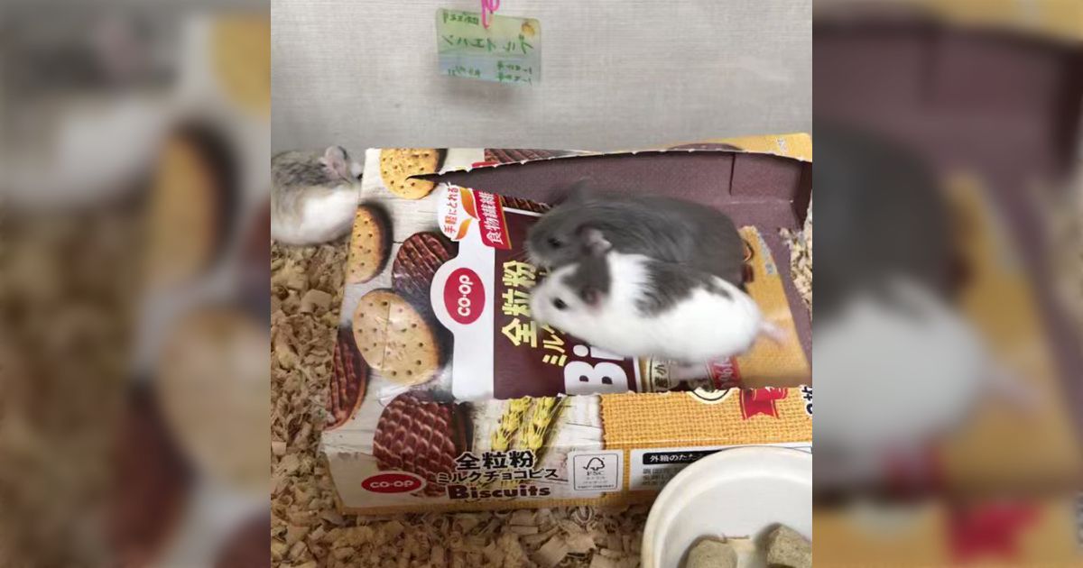 語りかけてくれるハムスターの小壷 | ヤマダウェブコム