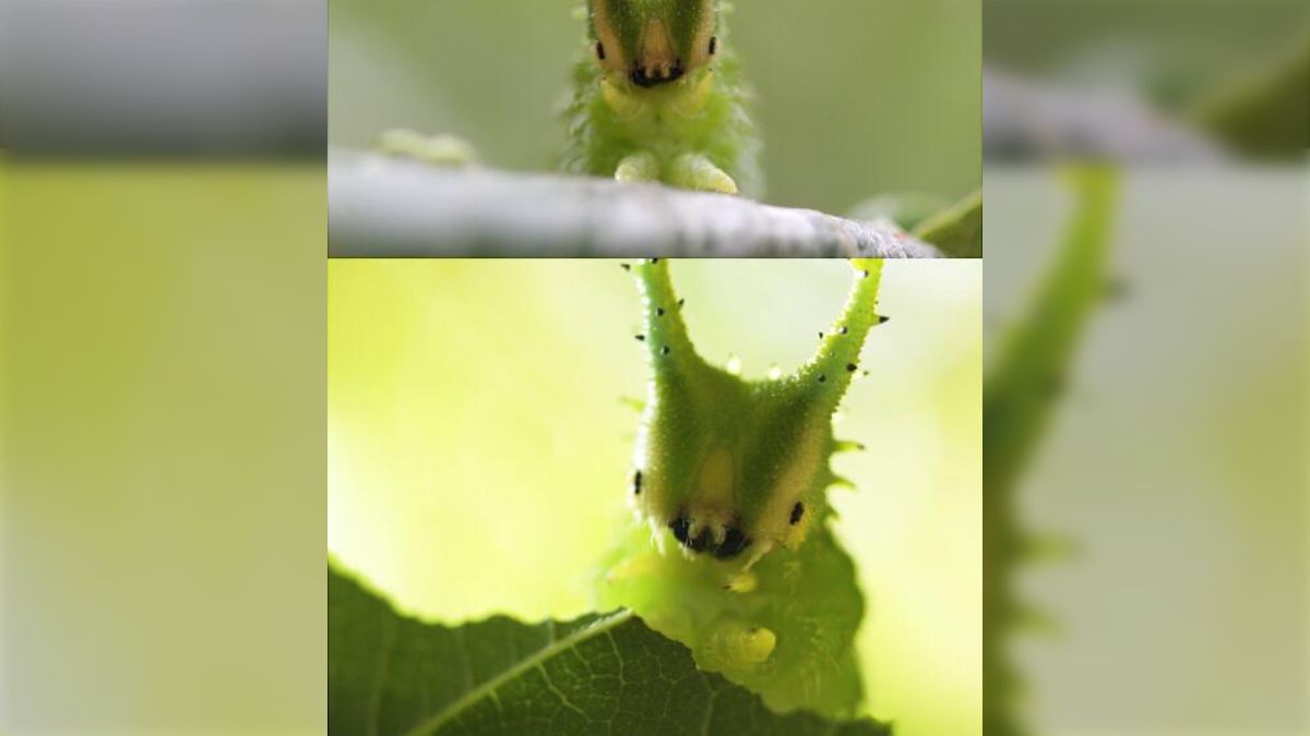 オオムラサキの幼虫かわいすぎだろ 神様が癒し系幼虫として遊んで作っ