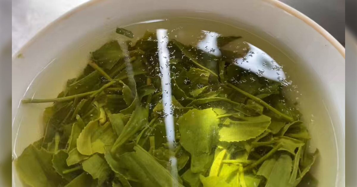 新茶を淹れた時、埃みたいなのが浮いていてもそれは埃じゃないよ、というお話「ずっと不思議に思ってた」