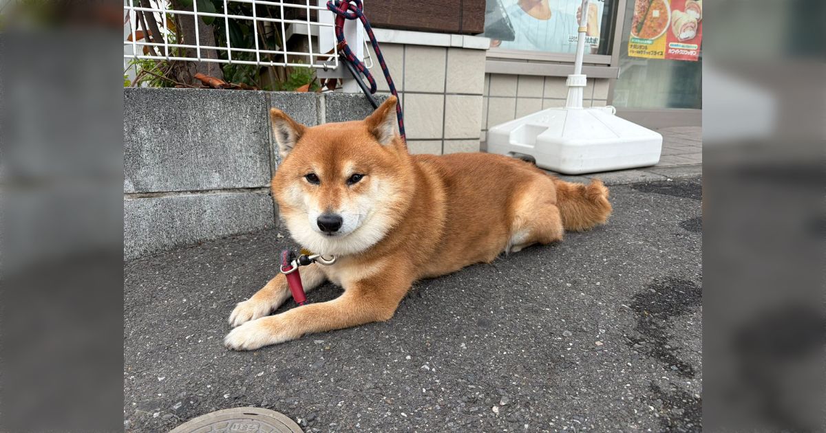 【※解決済み】コンビニの柵に繋がれて放置されている柴犬が保護されるも...「見た目からして可愛がられているように見える...飼い主が近所で亡くなっていないか心配」