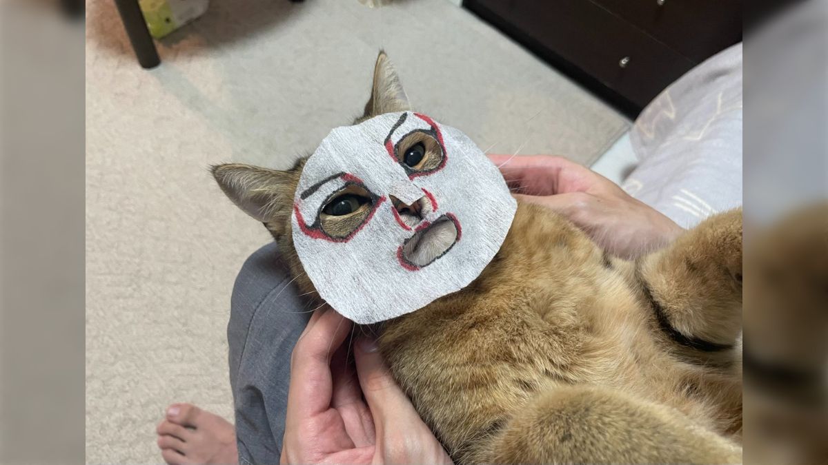 6c554c8422b540213ac5a784fdc712