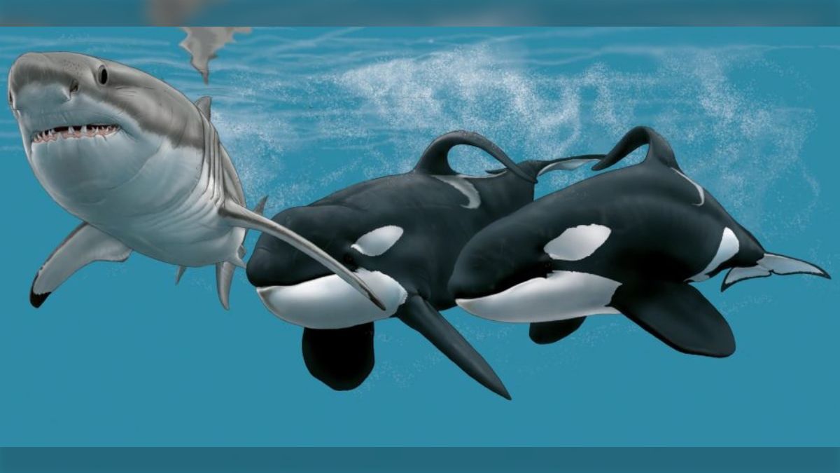 サメを襲って肝臓だけを食べる2頭の殺し屋シャチ、それぞれ名前