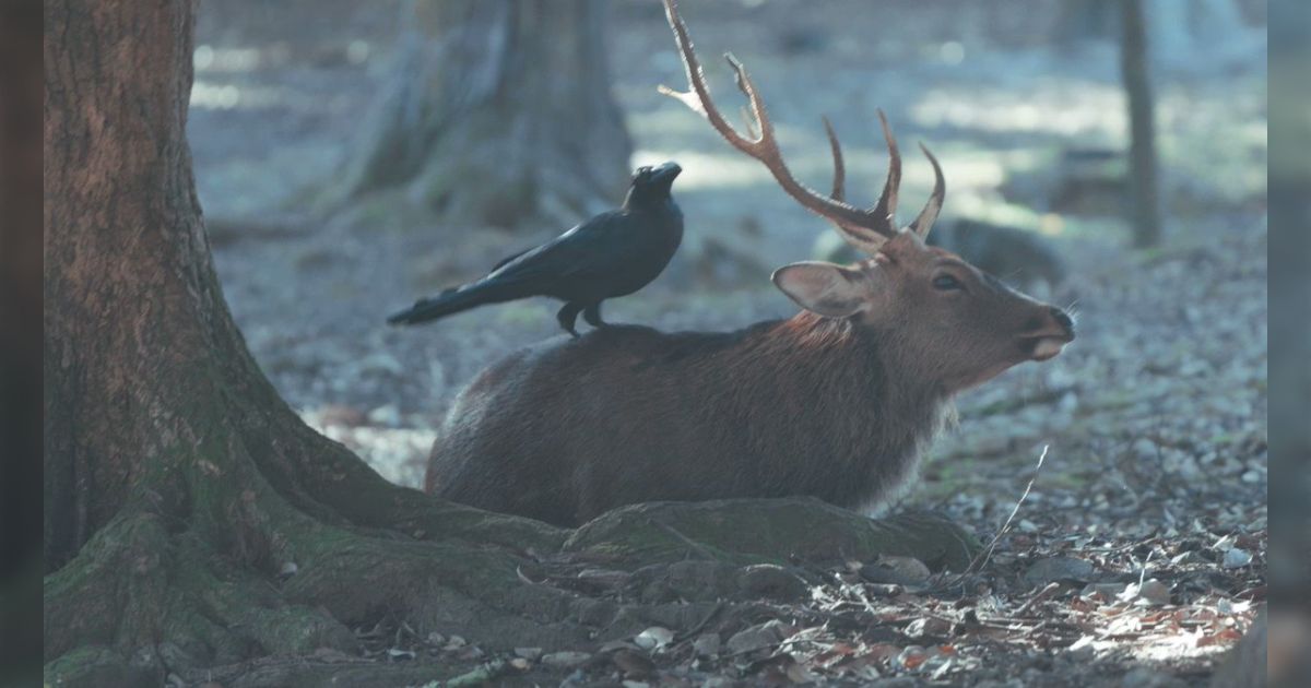 カラスが鹿の角の皮めくって遊んでるのかと思ったらなんと食べていた「コレ鹿もいやがってないよね？」 - Togetter [トゥギャッター]