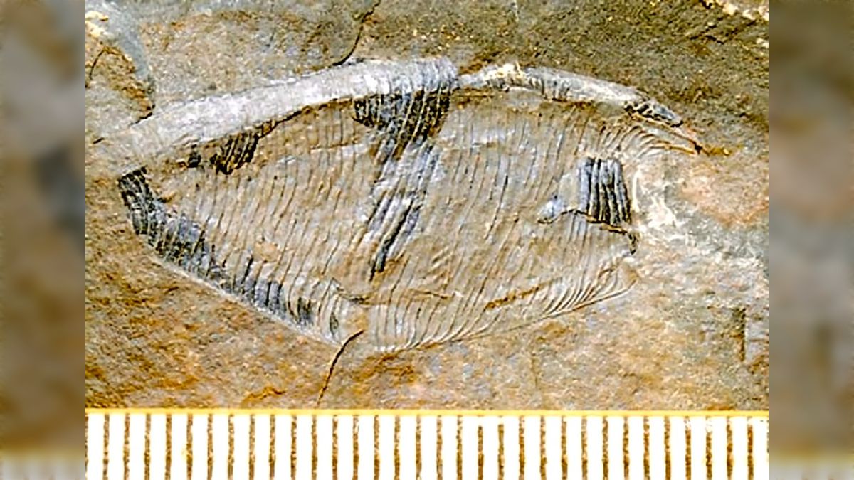 虫？注意】2013年に見つかったという絶滅種の化石のビジュアルが特徴的