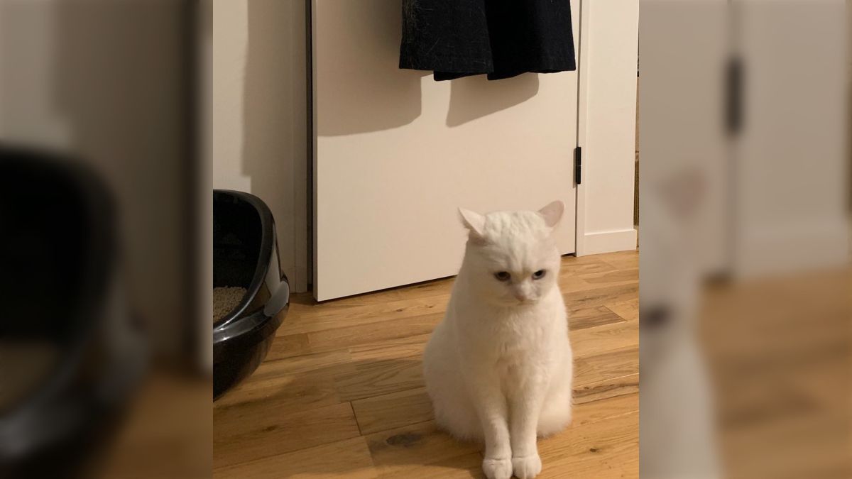 職人によってコートの一部が猫毛100％に！やっちゃった自覚がある猫 
