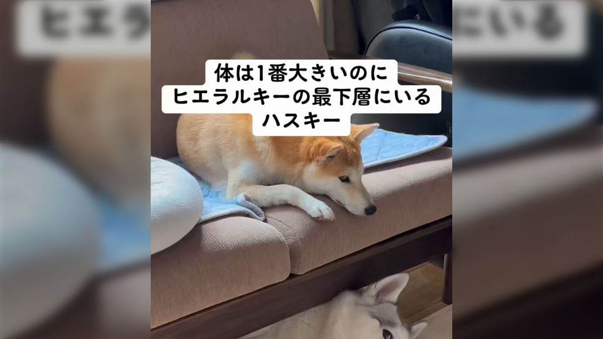 一番でかいのに犬ヒエラルキーの最下層にいるハスキー』先輩を