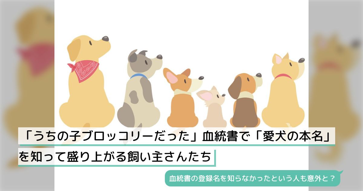 牝犬ペット 安い 本名