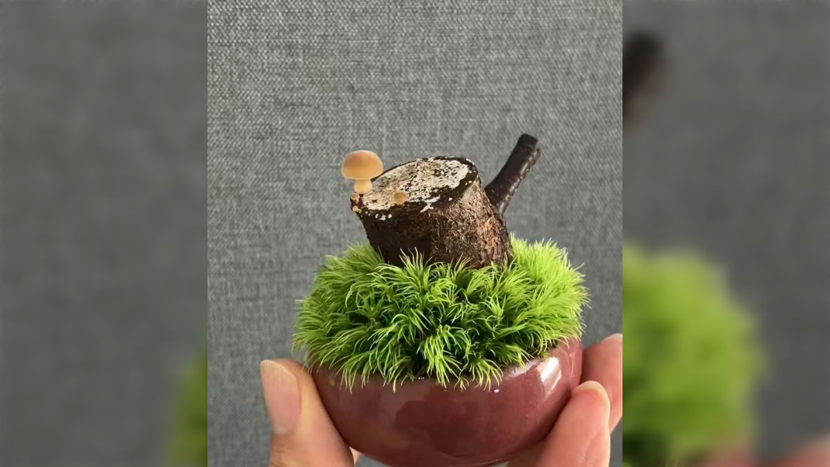 どんなキノコが生えてくるのかはキノコまかせの「きのこ盆栽」で