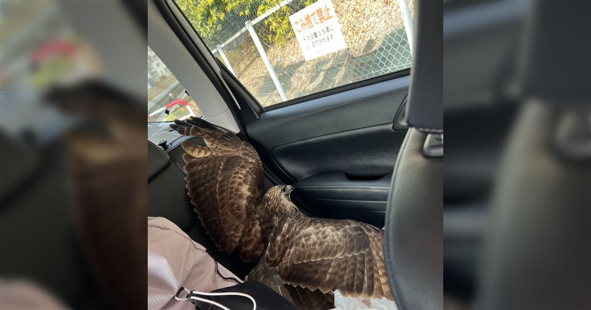 車の窓を開けていたら凄い音とともに頭部に強い衝撃→何かと思い後部座席を見たらコレ「怖ァ!!」「さすが群馬」